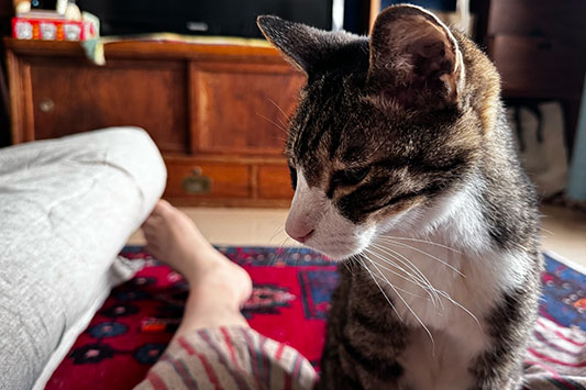 �u���E���^�r�[