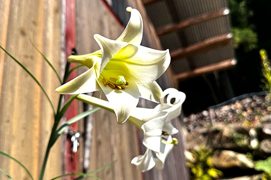 �Ă̂͂���߃����h