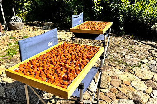 �Ă̂͂���߃����h