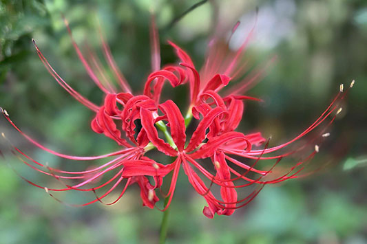 �ފ݉ԁ��֎썹��