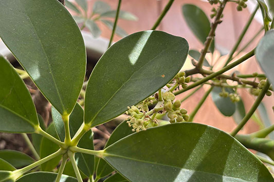 �J�|�b�N�̉�