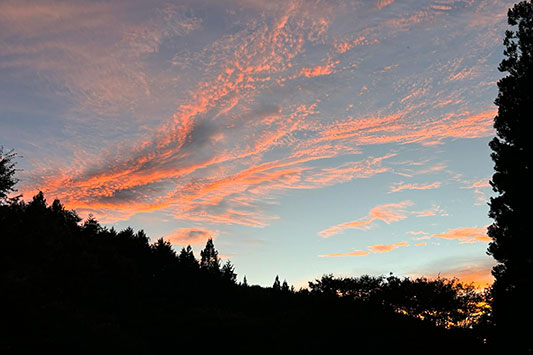 �V���̗[���